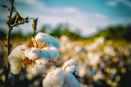 Qu'est-ce que le coton en conversion biologique ?
