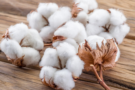 Le coton biologique : la meilleure alternative pour vos vêtements